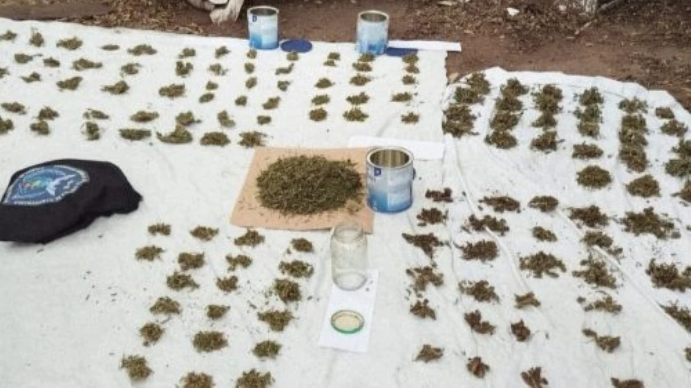 Incautan marihuana valuada en más de 5,5 millones tras denuncia por violencia de género