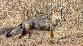 Capacitación en fauna silvestre este sábado en Cortaderas