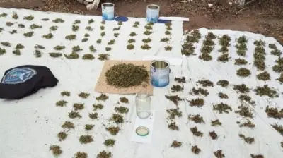 Incautan marihuana valuada en más de 5,5 millones tras denuncia por violencia de género
